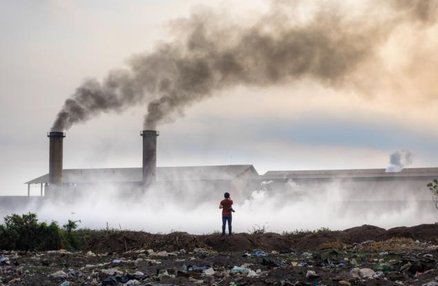 WWF: Да ползваме биомаса, без да изсичаме горите