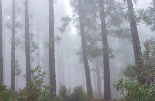 Горите помагат за образуването на облаци и заедно те охлаждат Земята