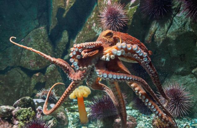 Какво си мислят октоподите? Учени най-накрая видяха мистериозните им мозъчни вълни