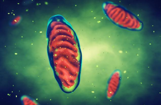 Ген защитава митохондриите при хронично бъбречно заболяване