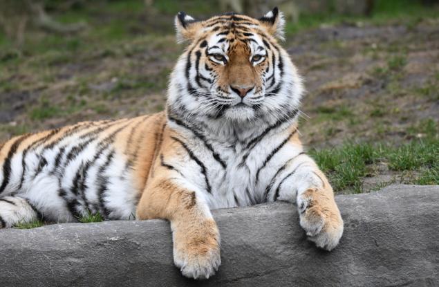 Най-голямата хищна котка