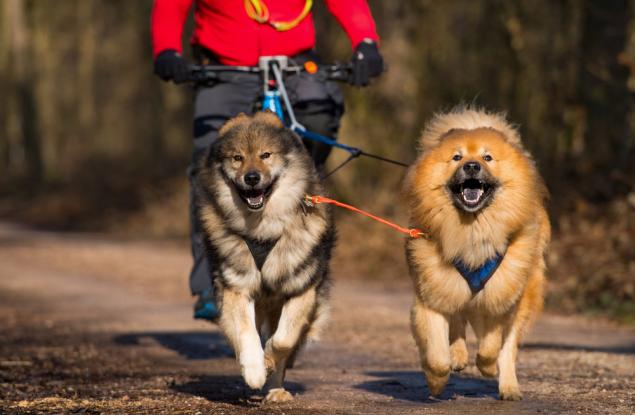 Тичане и каране на колело с вашето куче