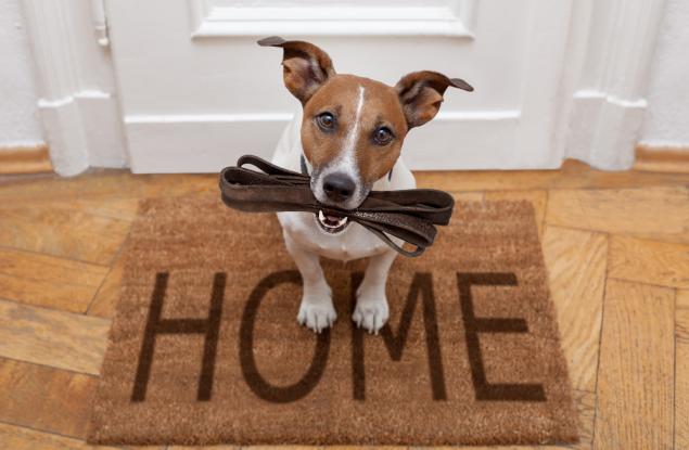 10 неща, които вашето куче би искало да знаете за него