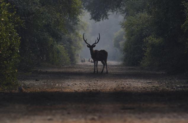 Какво биха казали животните на хората, ако можеха да говорят