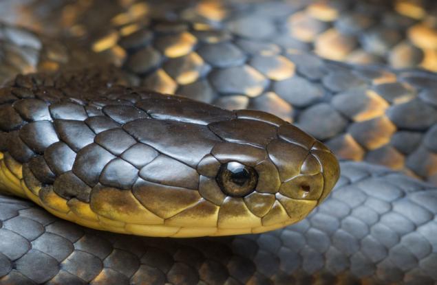 Австралийски тигрови змии еволюират бързо, за да поглъщат по-едра плячка