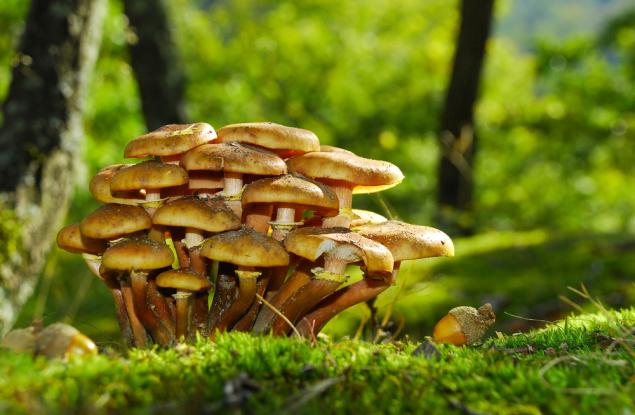 Милиони видове растения и гъби са застрашени от изчезване, предупреждават ботаници