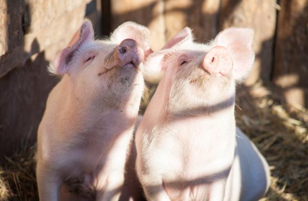 Виц: Твоите роднини