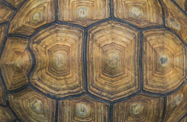 Откриха останки от костенурка, тежала 1 тон и 250 килограма