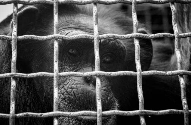 Противоречиво научно изследване провокира дебат за опитите върху животни