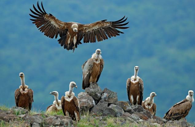Мунир Виран: Защо обичам лешоядите
