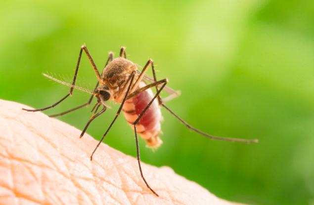 Ето как комарите „виждат“ телата на топлокръвните животни
