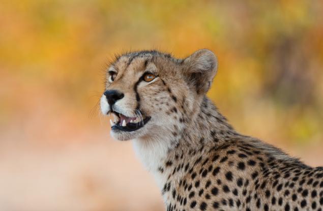 Гепарди се връщат сред природата в Индия след 70 години