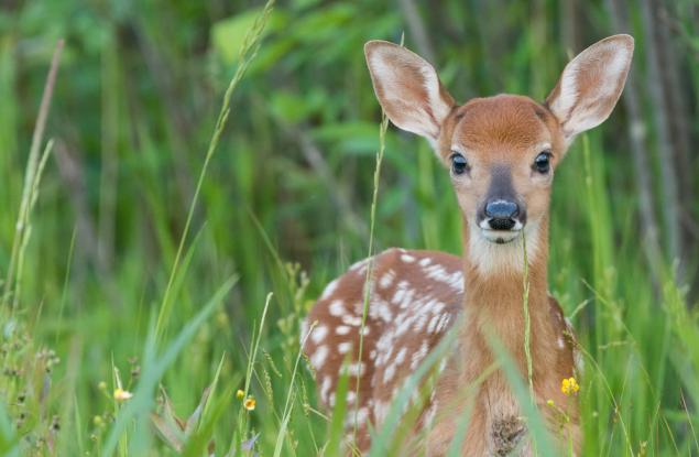 Великият имитатор