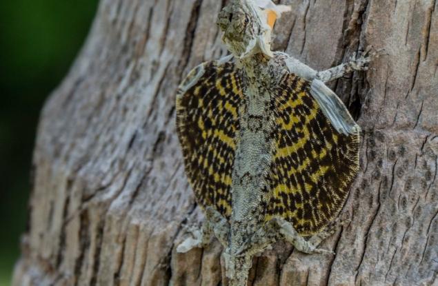 Последното останало влечуго с криле