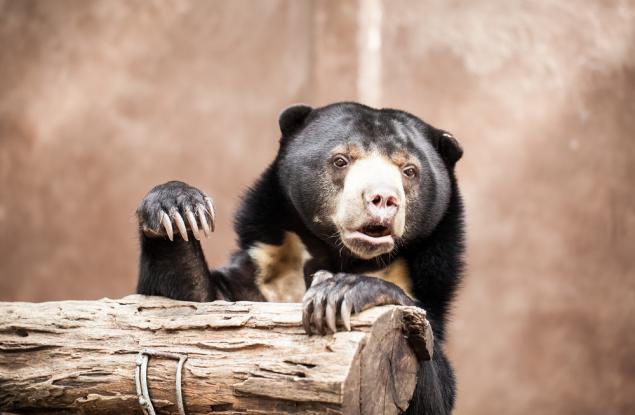 Най-малката мечка