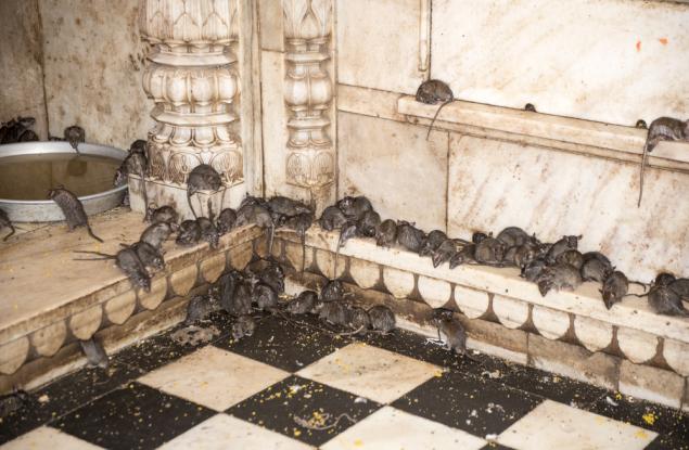 Масовото убийство на плъхове от 1902-ра: Провалът на идеята и зловещите паралели с COVID-19