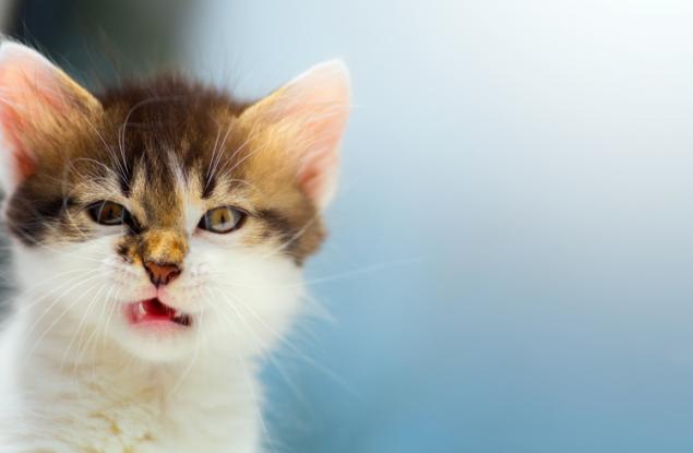 Мозъците на котките са се смалили през годините