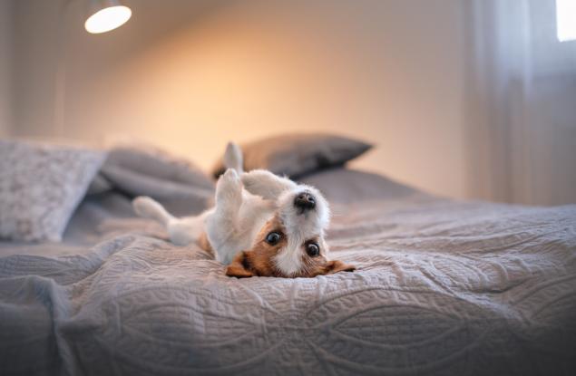 По-добри ли са кучетата от хората?