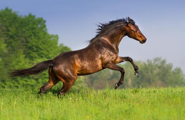 Колко конски сили има един кон?