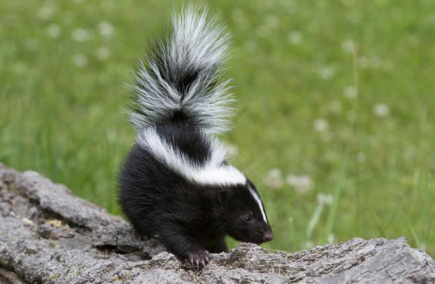 Миризмата от секрета на скункса се задържа до 4 седмици върху жертвата