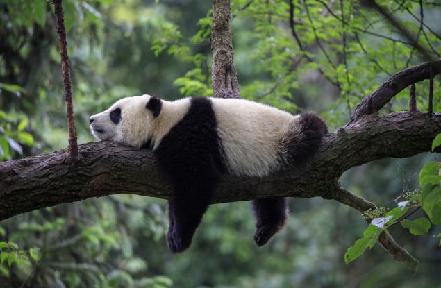 Ето как пандите живеят на бамбукова диета