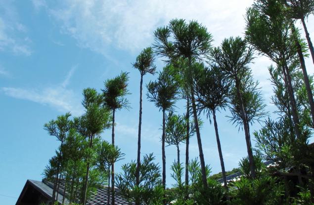 Чрез тази японска техника произвеждаме дървесина, без да изсичаме дърветата