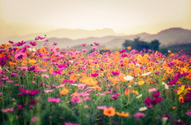 Притча за вятъра и прелестното цвете