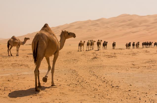 Нямате представа откъде всъщност идват камилите
