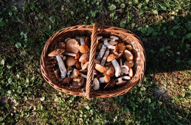 Виц: Две кила гъби