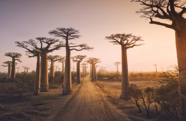 Oткриха причината за изчезването на мегафауната на Мадагаскар