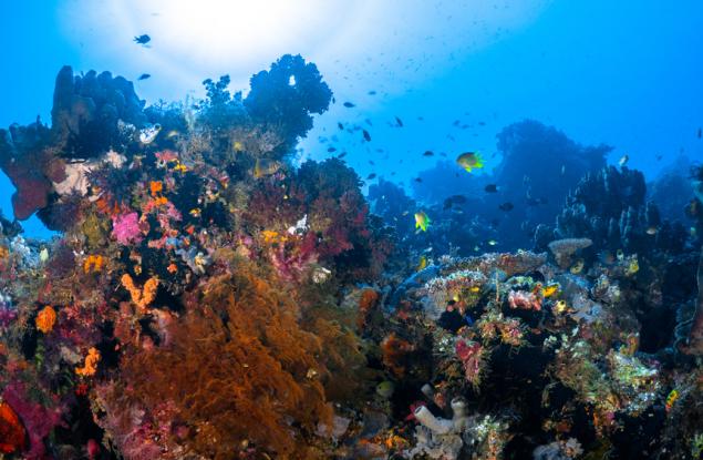 Учени се опитват да укрепят Големия бариерен риф в затоплящия се климат