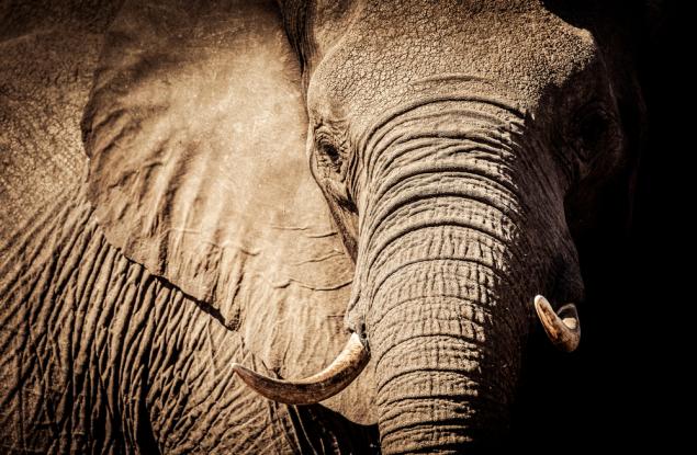 Тарга, най-старият слон в Германия, почина на 67-годишна възраст