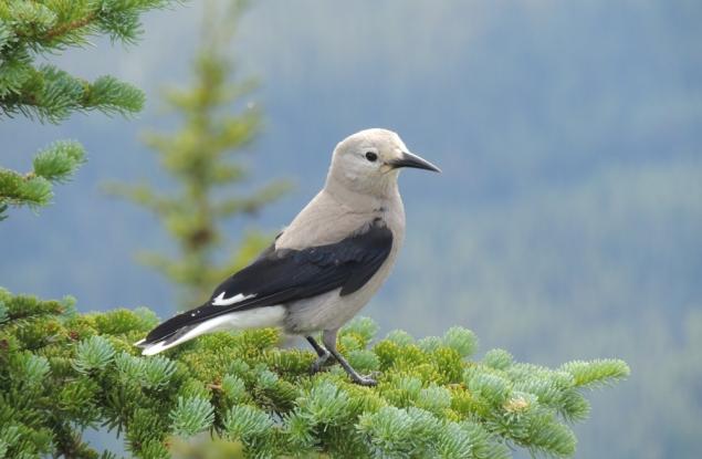 Симбиоза: Една изненадваща история за сътрудничество между видове