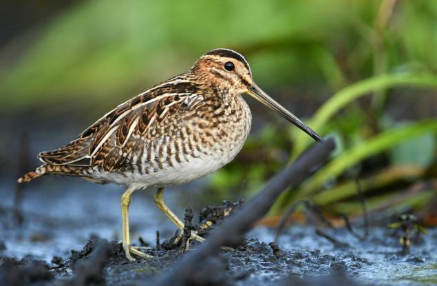 Един от всеки 5 вида птици в Европа е застрашен от изчезване