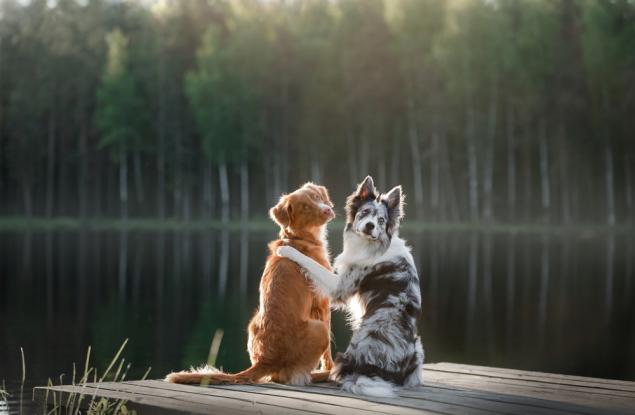 Сократ за приятелството