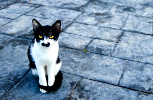 Ето защо някои котки имат хитлерови мустачки