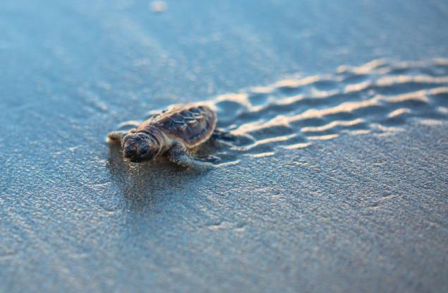 9 причини защо морските костенурки са толкова невероятни