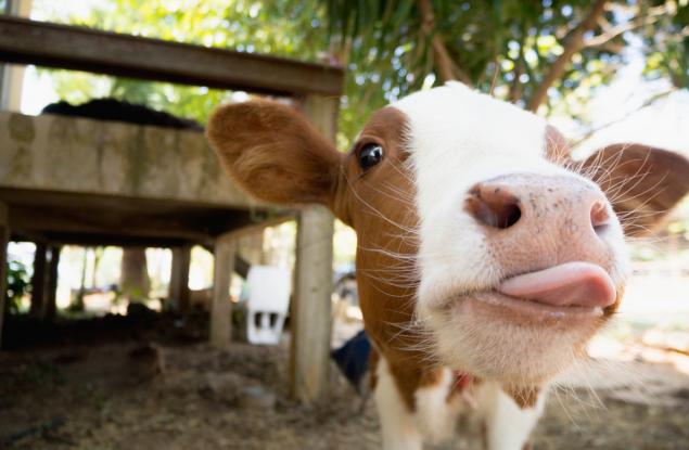 Вярно ли е, че кравите произвеждат повече парникови емисии от транспорта?