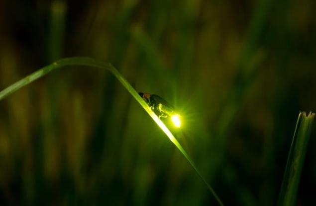 Вече знаем защо светулките обичат да мигат в синхрон