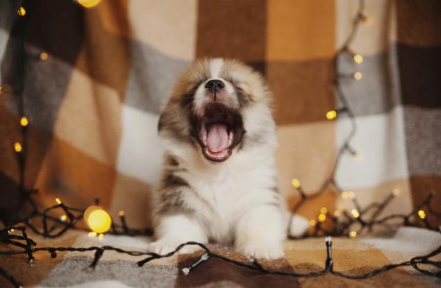 Обича ли ви кучето? Ще познаете по прозявката