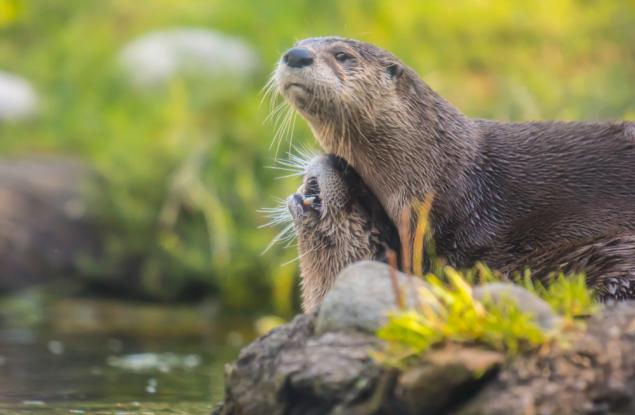 Изгубили сме 68% от гръбначните животни за по-малко от 50 години