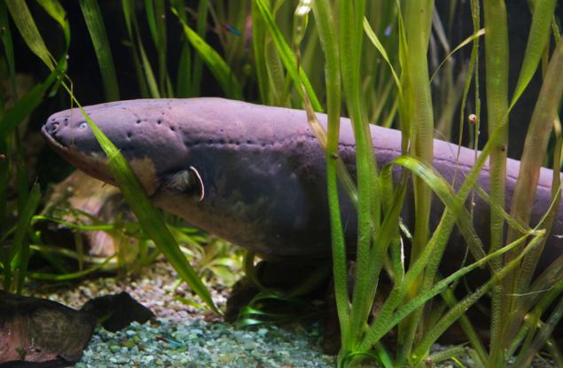 Вижте как електрическа змиорка генерира енергия, достатъчна да захрани коледно дръвче