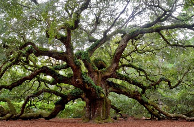 Древен дъб в Италия се оказа почти на 1000 години