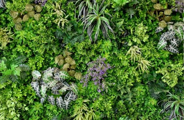 Близо 40% от 500 000 идентифицирани растения са застрашени от изчезване