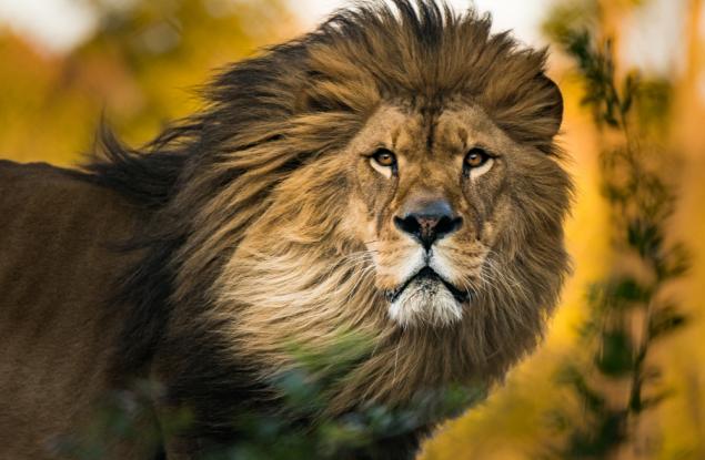 По гривата ще го познаете