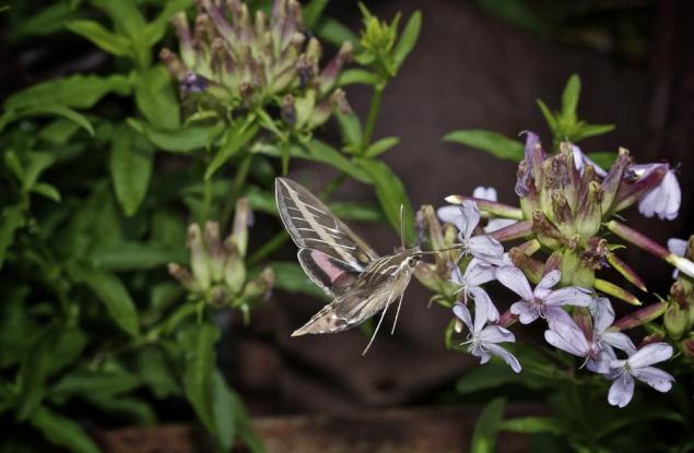 Нощните опрашители също са застрашени от атмосферното замърсяване 