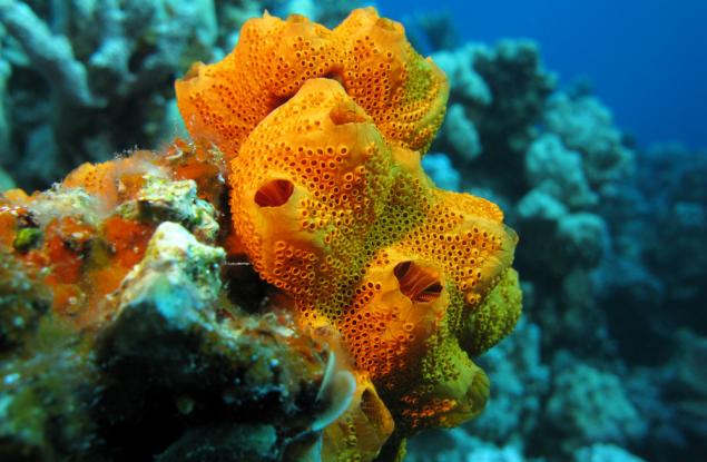 Кое е било първото животно на Земята?