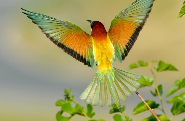 За любовта към птиците