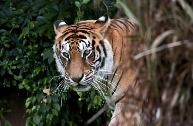Непал успешно удвои популацията си от диви тигри