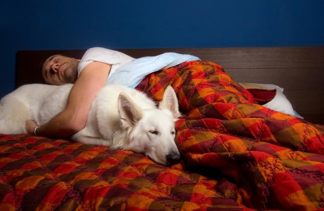 Какво говори позата на сън за домашния любимец за вашите взаимоотношения